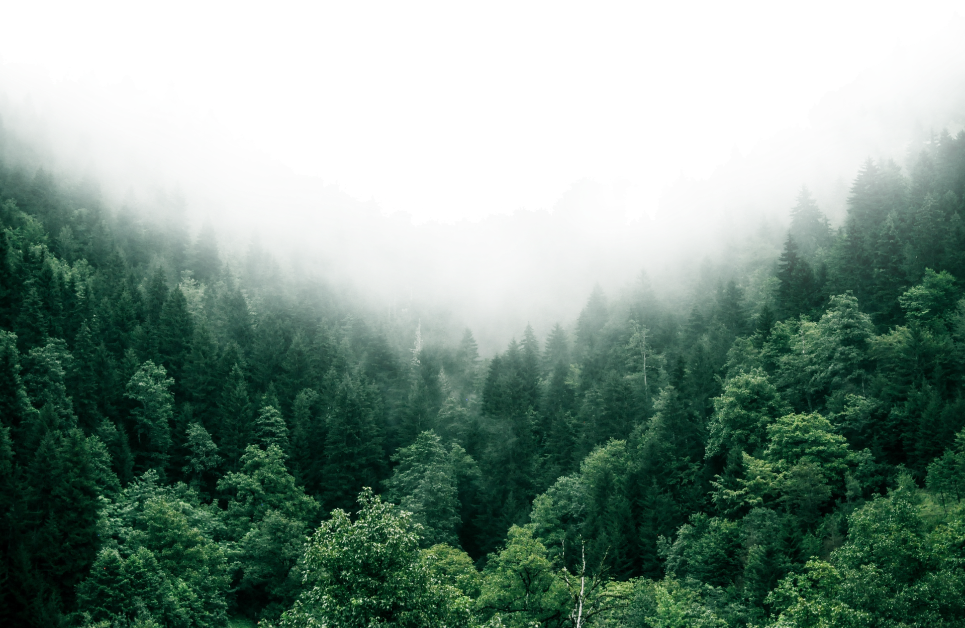woods-image