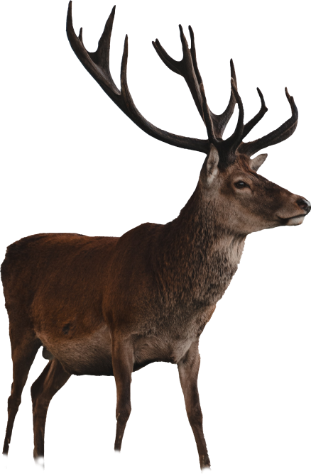 animal-image