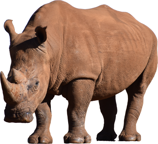 rhino-image